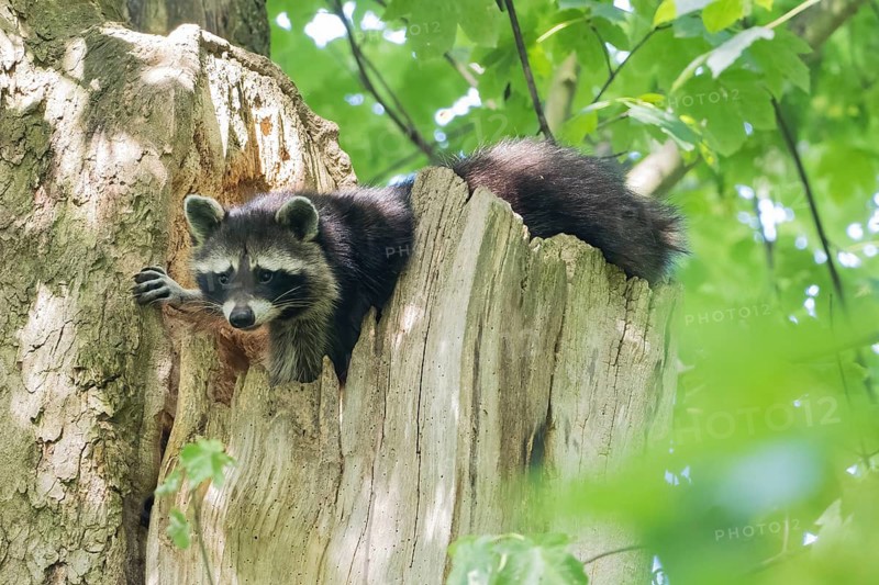 A raccoon (Procyon lotor) peeks out of a tree hollow in the forest, surrounded by green leaves, Hesse, Germany