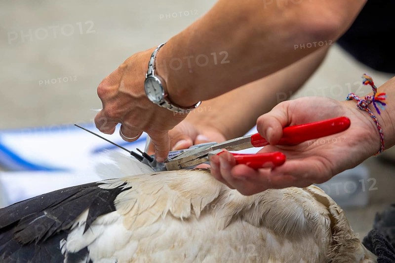 Fitting a GPS tracking device to a white stork, tagging white storks (Ciconia ciconia), Lake Constance region, Baden-Württemberg, Germany