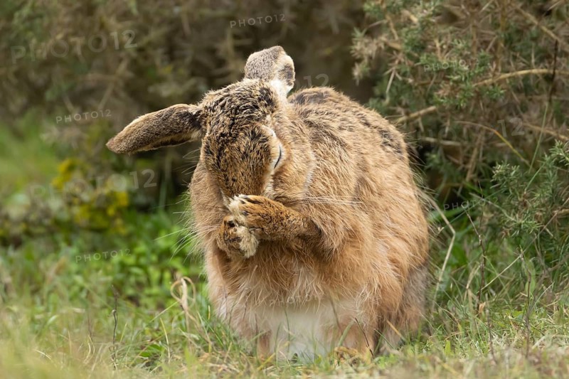 European brown hare (Lepus europaeus) adult animal washing its face in grassland, England, United Kingdom