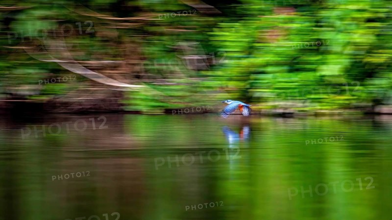 A bird flies over a river set against a lush green backdrop, with reflections on the water: a red-breasted kingfisher in the Amazon Basin near Rurrenabaque in Bolivia (Megaceryle torquata)