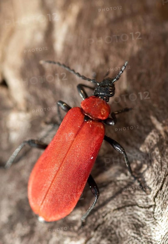 Black headed cardinal beetle, fire beetle, pyrochroa coccinea, scarlet fire beetle, beetle, coleoptera, high size, vertical format, insects, beetles