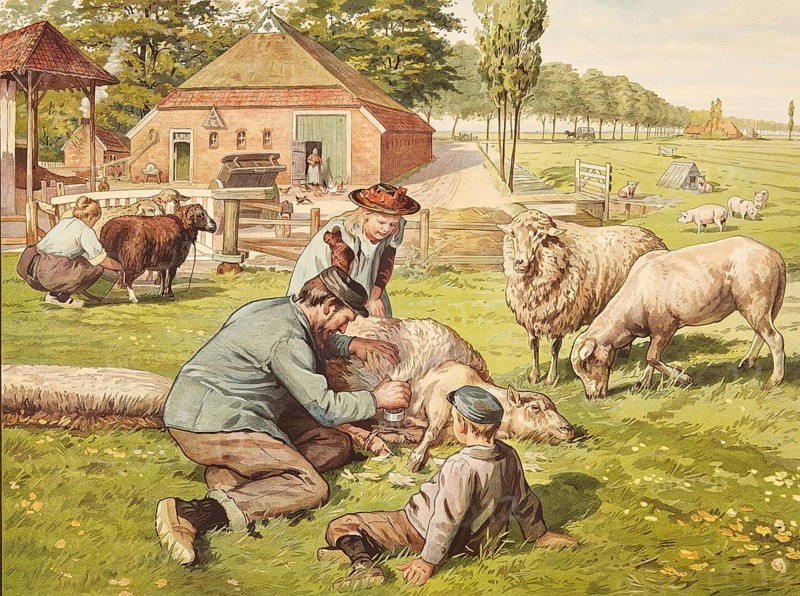 Traditional farm scene in rural Holland in the early 20th century. A farmer shears a sheep in a meadow in the presence of children, while in the background there are other farm animals, sheep, pigs, chickens, a female farmer milking and a typical farmhouse, school picture, illustration, reproduction of a model from the 19th century. School picture, mural, authentic, file restored for optimal use, exact date of original unknown, historical