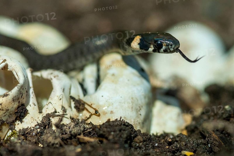 Grass Snake, Natrix Natrix, Grass Snake, Clutch, Critters, Eggs, Reptilia, Reptilia, Reptiles, Ringed Snakes, Snakes, Water Snakes