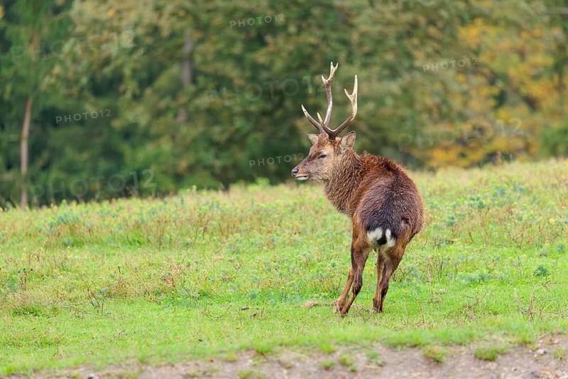 An adult male sambar deer (Rusa unicolor) stands in a green meadow on an overcast day. Indian subcontinent, South China and Southeast Asia
