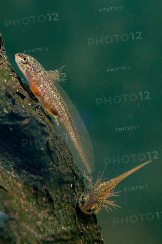 Threaded newt, Lissotriton helveticus, palmate newt, triturus helveticus, amphibians, caudata, high size, portrait format, larva, amphibians, newts, newts, tailed amphibians, water newts