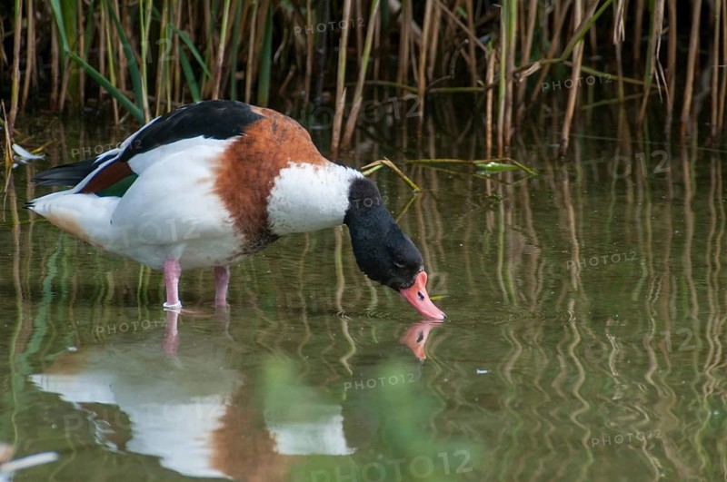 Brandgoose, Shelduck, Tadorna Tadorna, Anatidae, Birds, Duckbirds, Goose, Geese, Birds, Waterbirds
