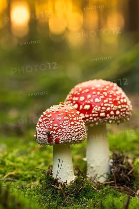 Amanita citrina, amanita muscaria, sweeper, toadstool, chimney sweeper, red toadstool, bead agaric, fly amanita, fungi, fungus, high size, portrait format, mushrooms