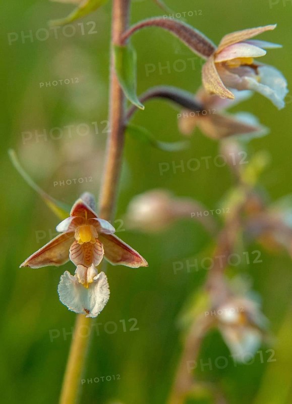 Common marsh root, epipactis palustris, orchidaceae, orchids, orchid family, swamp sitter, marsh kelwort, white marsh root, flora, high size, portrait, marsh helleborine, plants, plants