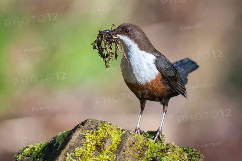 Cinclus cinclus, dippers, birds, passeri, songbirds, songbirds, birds