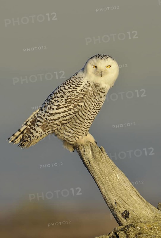 Snowy Owl (Bubo scandiacus), British Columbia, Canada