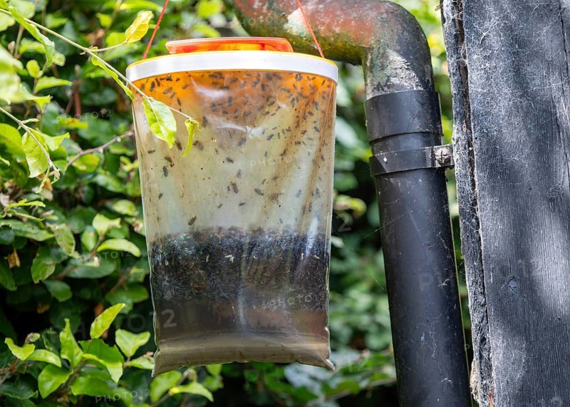 Red top flytrap catching flies hanging in garden, Suffolk, England, UK