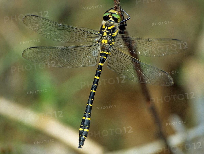 Cordulegaster Boltoni, Golden-ringed Dragonfly, Two-Striped Spring Maiden, Anisoptera, Damselflies, Dragonflies, Insects, Leo, Dragonflies, Male, Odonata
