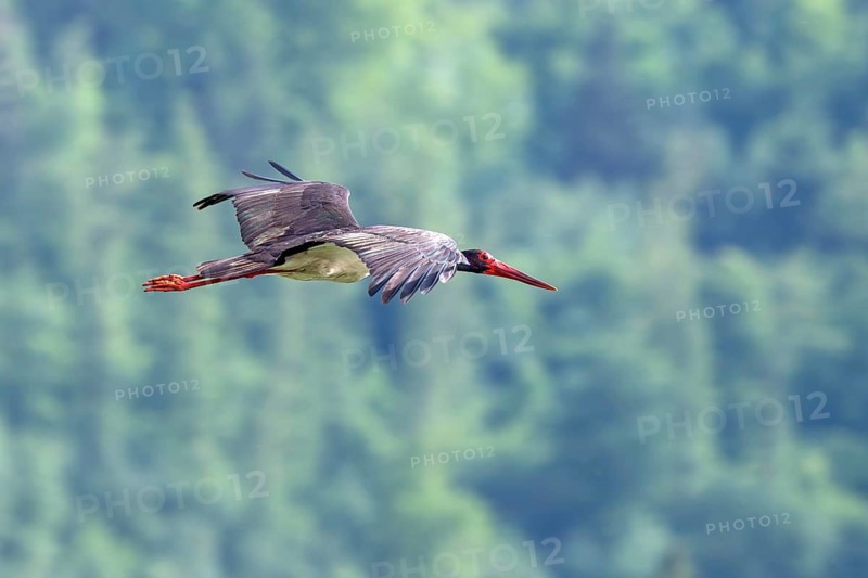 Black Stork (Ciconia nigra), in flight, Güssinger Teiche, Güssing, Burgenland, Austria