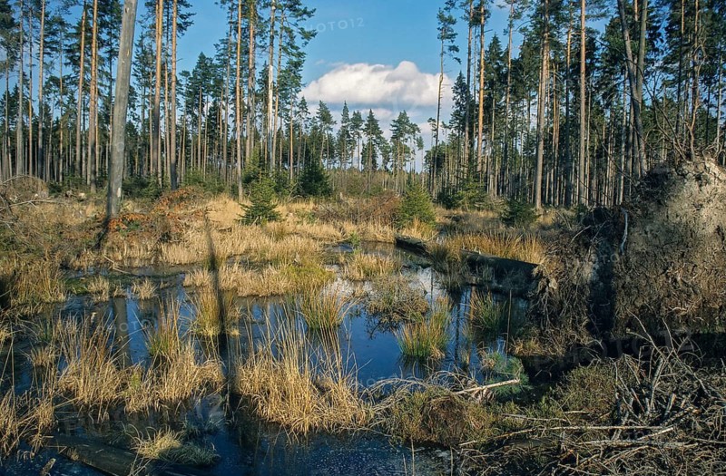 Germany, Greiz, Pöllwitzer Wald, Thuringia, Thuringia, moor