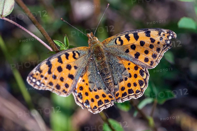 Argynnis Lathonia, Brandenburg, Germany, Issoria Lathonia, small mother-of-pearl butterfly, Nabu, national natural heritage, natural paradise Grünhaus, Queen of Spain Fritillary, post-mining landscape, butterfly, green house, insects, butterfly, butterflies