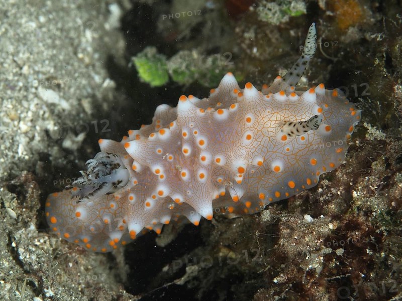 A nudibranch with orange spots, the Batangas Halgerda (Halgerda batangas), on a sandy seabed, surrounded by marine life, at the Twin Reef dive site, Penyapangan, Bali, Indonesia