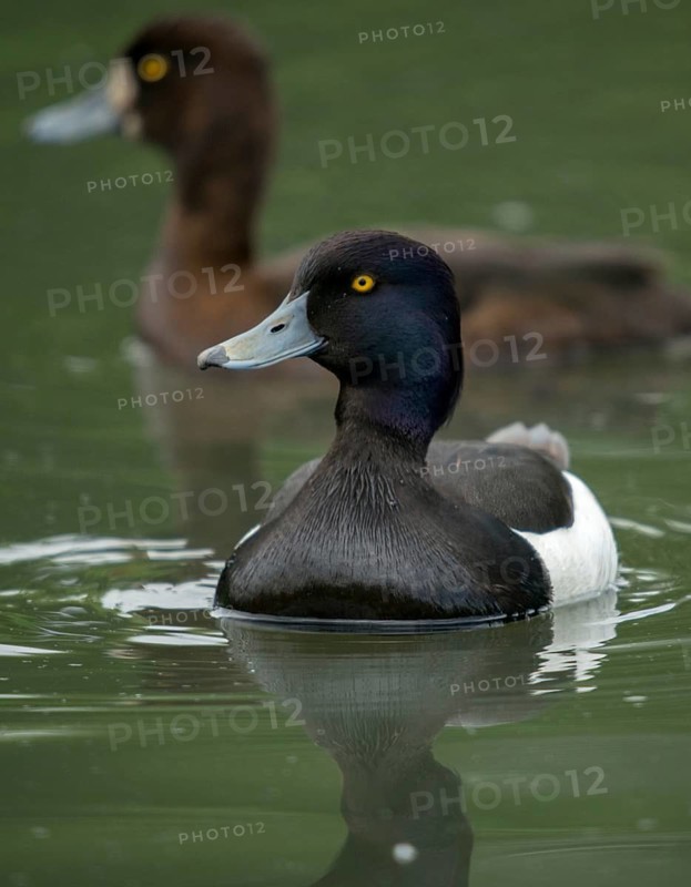 Aythya fuligula, heron duck, tufted duck, anatidae, birds, ducks, ducks, duckbirds, female, male, male, birds, waterbirds, waterbirds, female