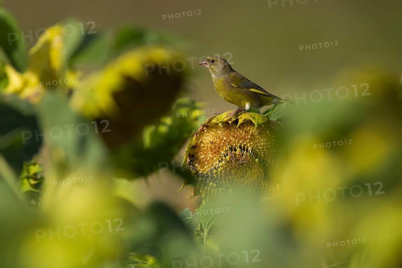 European greenfinch (Chloris chloris) adult male garden bird on a sunflower flower in summer, England, United Kingdom