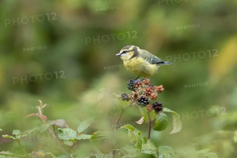 Blue tit (Cyanistes Caeruleus) adult garden bird on blackberries fruit in a hedgerow in summer, Suffolk, England, United Kingdom