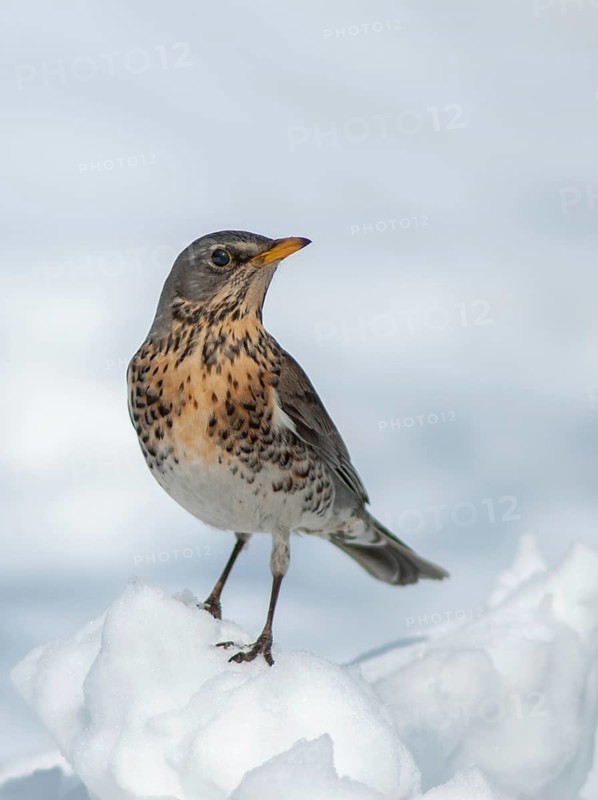Fieldfares, Turdus pilaris, juniper thrush, birds, thrush, high size, portrait format, passeri, songbirds, thrush, birds, winter