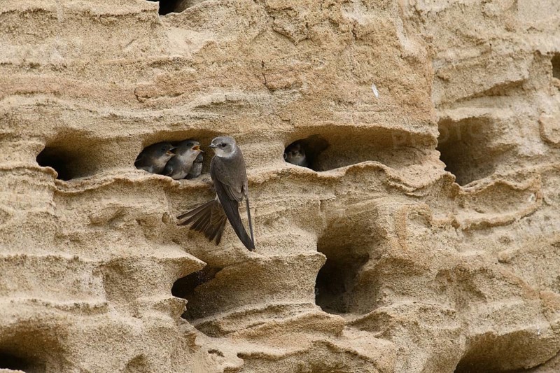 Sand martin (Riparia riparia) nesting in a sand pit Sand excavation and feeding chicks in a nest in a sandy rock face, Osnabrücker Land, Lower Saxony, Germany