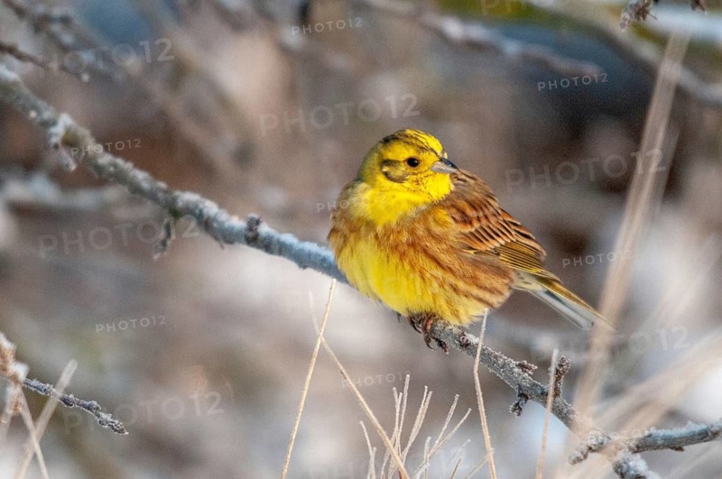 Emberiza citrinella, goldammer, yellowhammer, birds, male, passeri, songbirds, songbirds, birds, winter