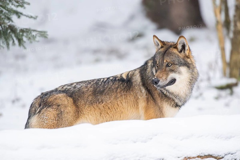 European gray wolf (Canis lupus lupus) standing in a forest in winter, snow, Bavaria, Germany