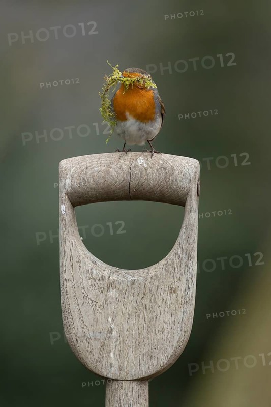 European robin (Erithacus rubecula) adult garden bird on a fork handle with nesting material in its beak in spring, England, United Kingdom