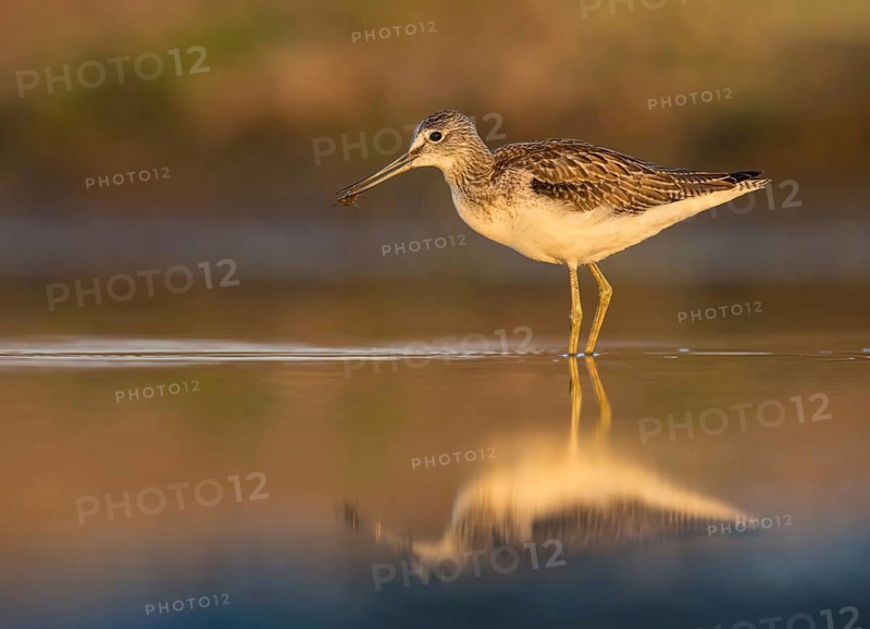 Common Greenshank (Tringa nebularia) foraging, Poland