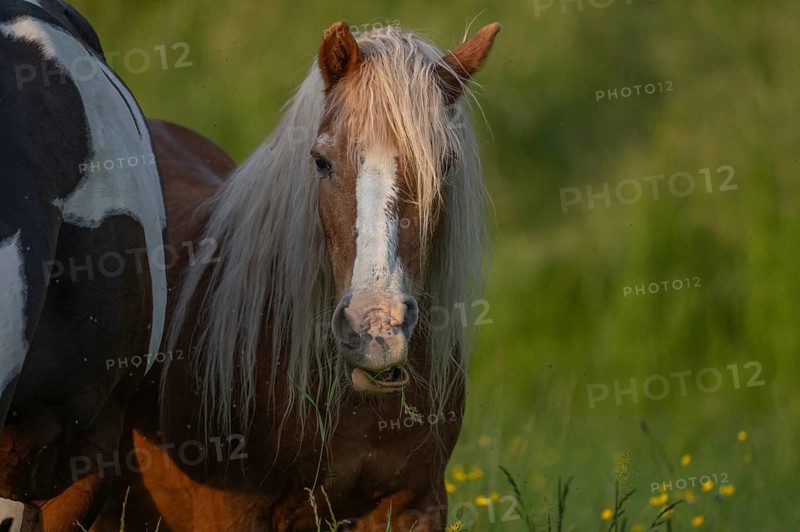 A brown horse eats grass in a green field. There are yellow flowers all around him. The sun is low in the sky and illuminates the surrounding area. Lower Rhine Alsace, France