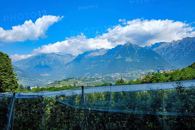 Fruit growing in Meran in South Tyrol, Italy