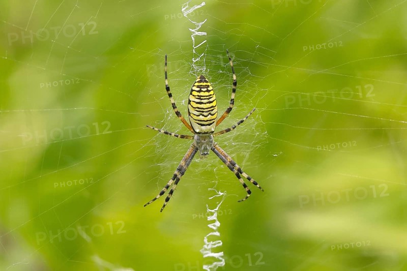 Wasp spider (Argiope bruennichi), also known as the zebra spider or tiger spider, in its web, in a natural outdoor setting, wildlife, insects, spiders, Dortebachtal Nature Reserve, Moselle, Rhineland-Palatinate, Germany