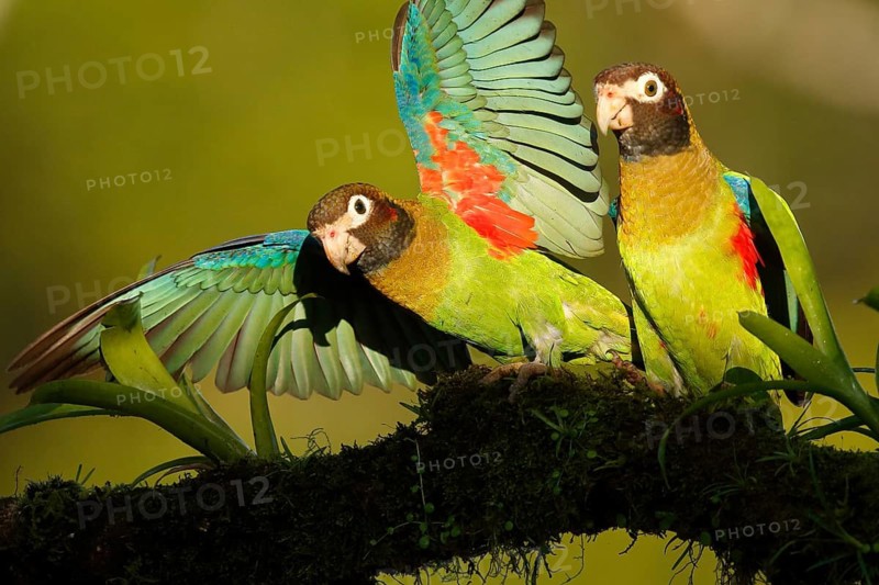 Brown-hooded Parrot (Pyrilia haematotis), Costa Rica