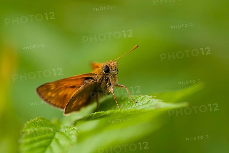 Ochlodes sylvanus, ochlodes venatus, rust-spotted thighead, butterfly, thighead, insects, butterfly, butterflies