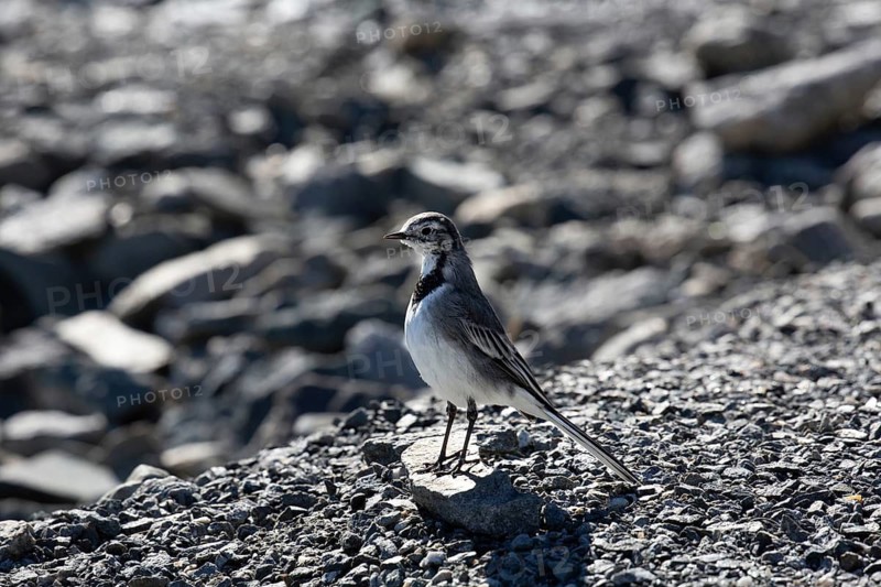 A bird stands on stony ground in the sunlight, a shadow falls on the ground, white wagtail (Motacilla alba), perching spot, biotope, foraging, bird, birds, animals, songbird, family of waders and pipits, Norway