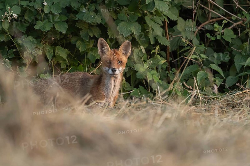 A red fox (Vulpes vulpes) is sitting in a field. It is looking around intently. The vegetation is green and dense. The sun is shining. Bas-Rhin, Alsace, France