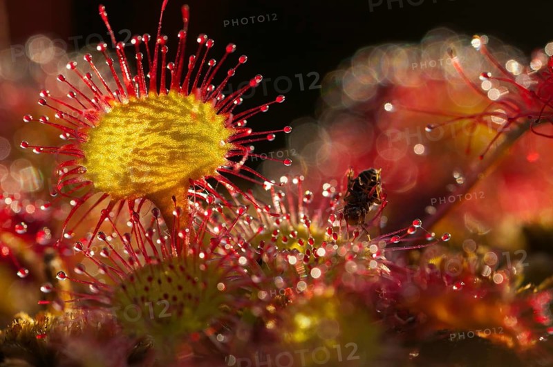 Brosswort, Bullwort, Drosera Rotundifolia, Droseraceae, Lord Spoon, Sky Spoon, Sky Dew, Round Leaf Sundew, Sundew, Spoelkrut, Common Sundew, Flora, Plants, Plants, Round-Leaved Sundew, Roundleaf Sundew, Sundew