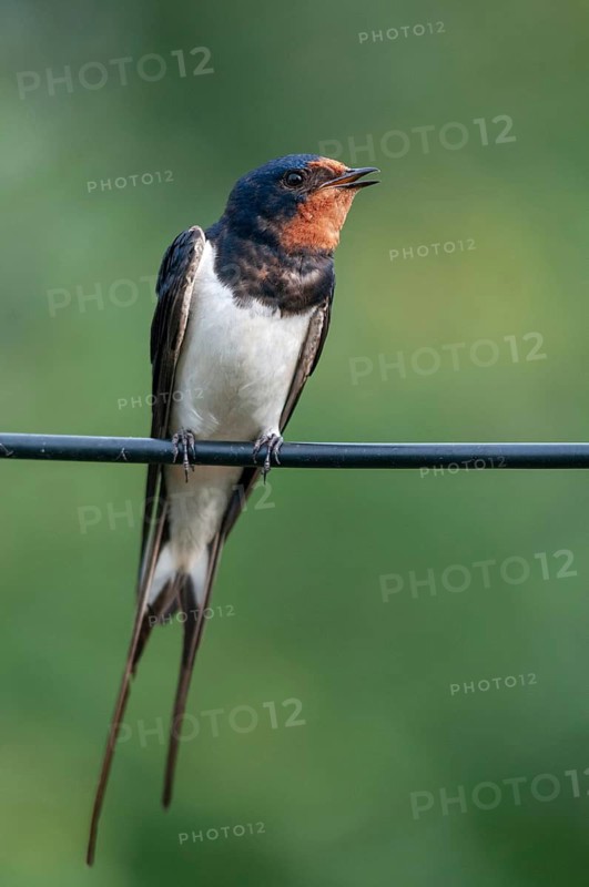 Hirundo rustica, house martin, barn swallow, birds, song, high size, portrait format, passeri, swallows, singing, songbirds, birds