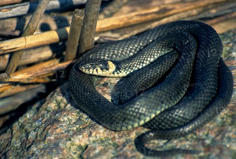 Grass Snake, Natrix Natrix, Grass Snake, Critters, Reptilia, Reptiles, Ringed Snakes, Snakes, Water Snakes