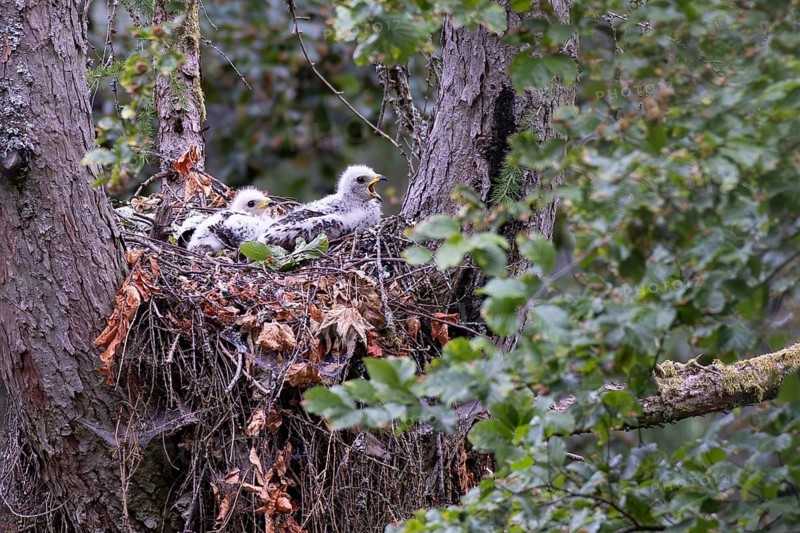 Honey Buzzard (Pernis apivorus), close-up, two chicks with white down feathers in a nest on a larch tree in the forest, one chick is begging with its beak open, Hesse, Germany