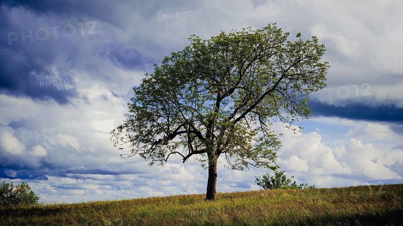 A tree in a colorful landscape with dramatic cloudy skies, spring in the Franconian Forest nature park Park, Upper Franconia