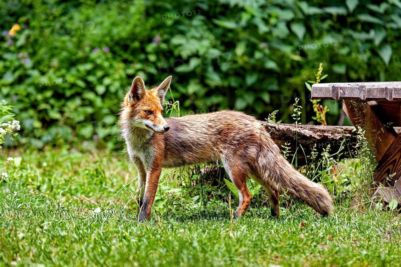 A fox is standing in a meadow, gazing into the distance next to a wooden table. A red fox in the Hainich near Mühlhausen, Thuringia, Germany (Vulpes vulpes)