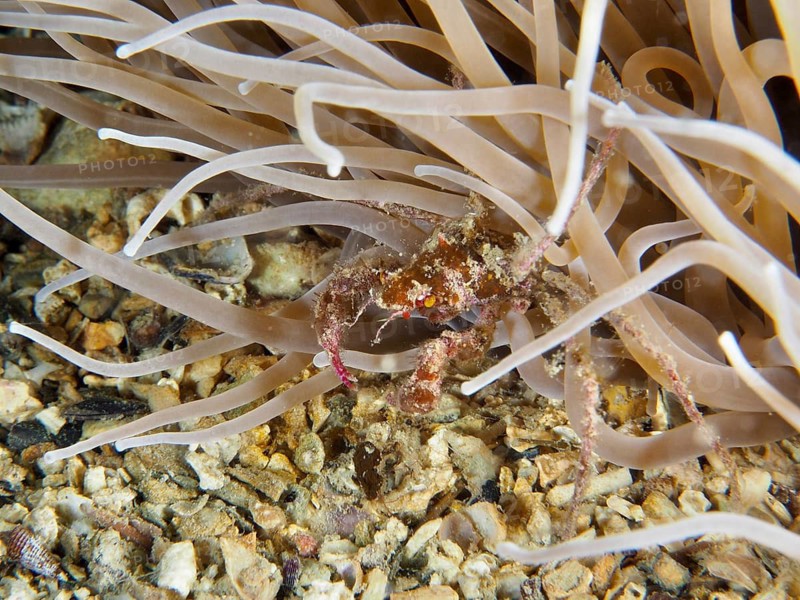 A small crab, the long-legged ghost crab (Macropodia), is hiding in a sea anemone on a grainy seabed, at the Cap de Creus Marine Reserve dive site, Rosas, Costa Brava, Spain, Mediterranean Sea