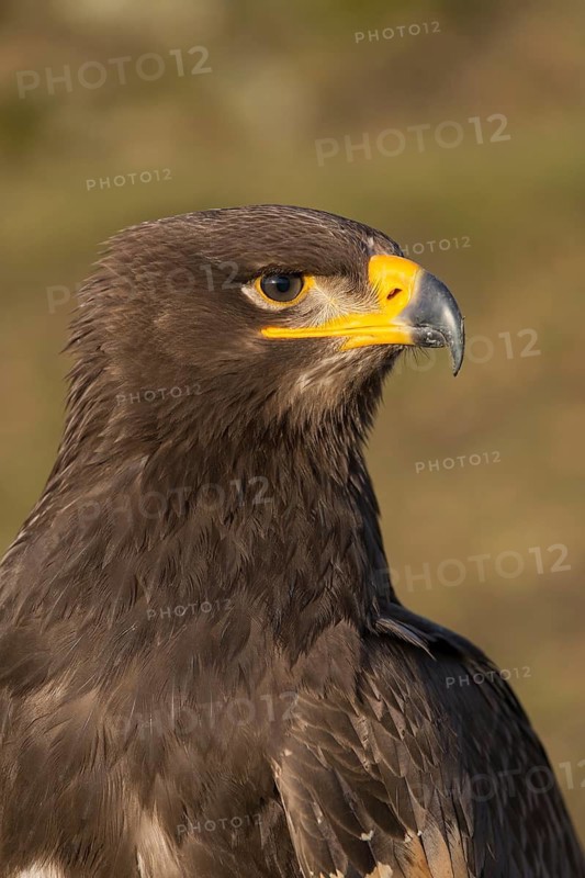 Portrait of Aquila nipalensis, steppe eagle, in late light with green background