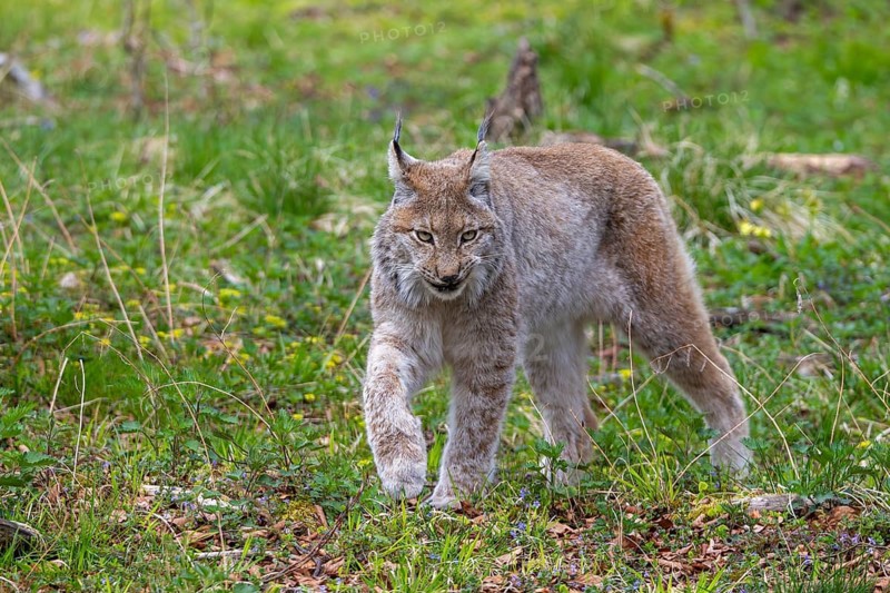 Eurasian lynx, Northern lynx (Lynx lynx lynx) hunting in grassland in spring