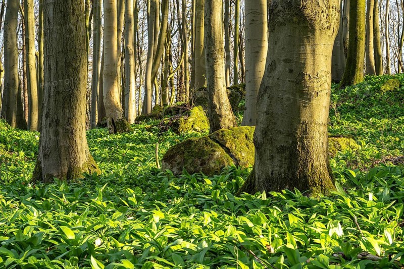 An idyllic deciduous forest in spring, the forest floor covered in green wild garlic (Allium ursinum), Saubrink-Oberberg Nature Reserve, Ith, Coppenbrügge, Weserbergland, Lower Saxony, Germany