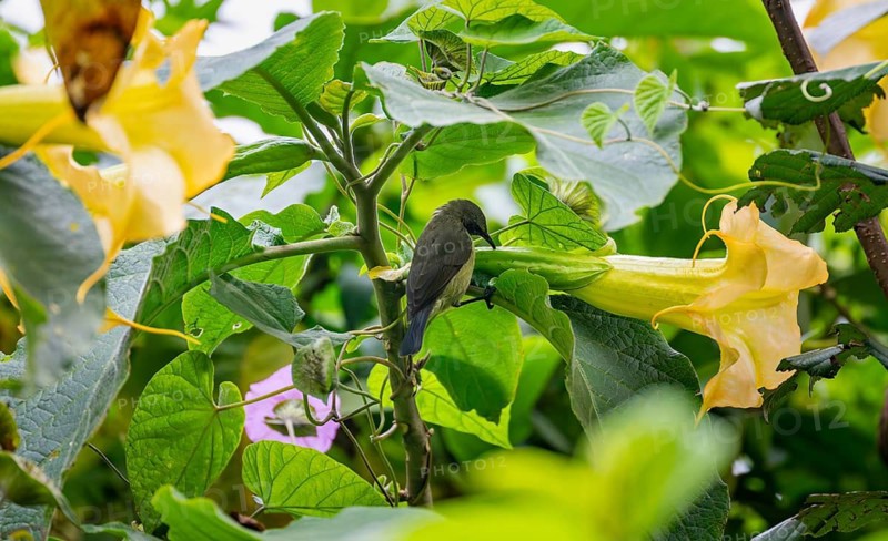 Olive-bellied Sunbird (Cinnyris chloropygius), female sitting on a yellow flower, Mgahinga Gorilla National Park, Western Region, Uganda