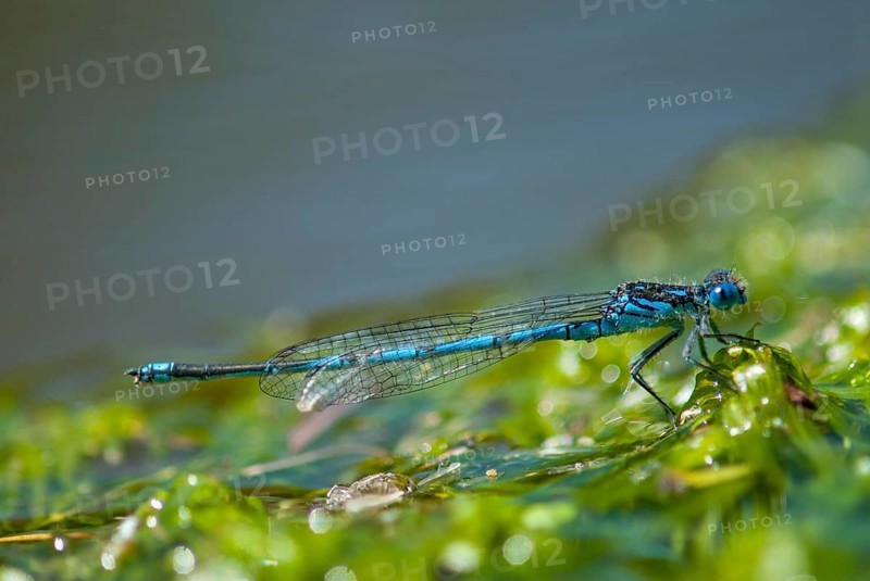 Azure Damselfly, Cercion Lindenii, Goblet-Marked Damselfly, Cup Azuremaid, Sapphire Eye, Damselflies, Dragonflies, Extremadura, Insects, Dragonflies, Odonata, Spain, Zygoptera