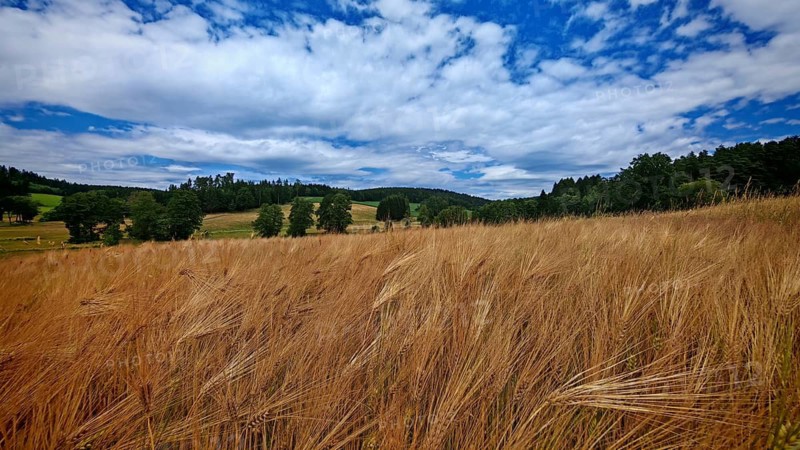 A vast wheat field (Triticum) set against a tree-lined landscape and a cloudy sky, summer in the Frankenwald nature park Park, Upper Franconia