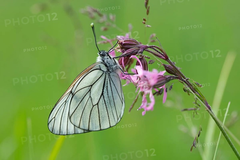 Aporia crataegi, tree whitening, black-veined white, black-winged white, butterfly, insects, butterfly, butterflies